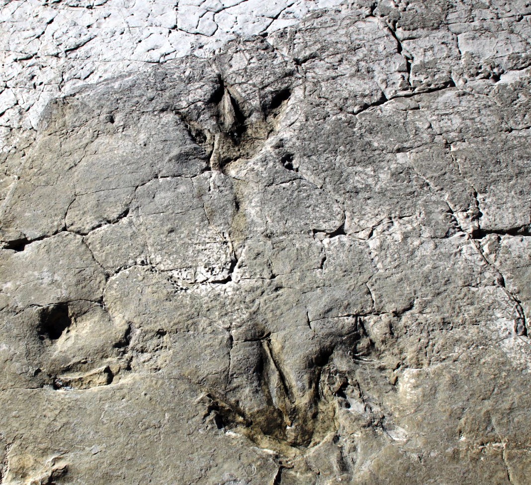 Pegadas de Terópode - (Portugal em Pedra)