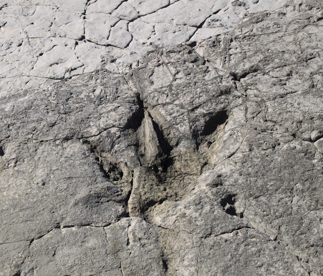 Pegada de Terópode - (Portugal em Pedra)