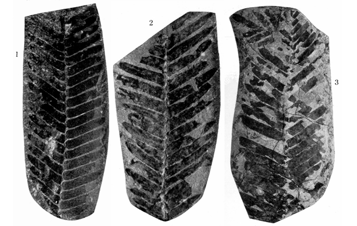 Mina Cabo Mondego - Otozamites mundae - (Teixeira, 1948)