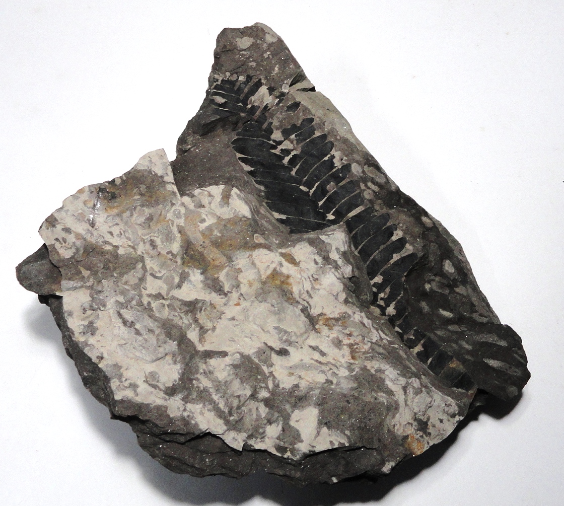 Marga com Otozamites - 21x17x5cm - Março de 2003