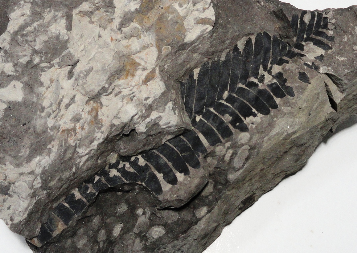 Otozamites - 18cm - Março de 2003 